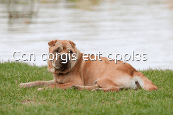 Can corgis eat apples?