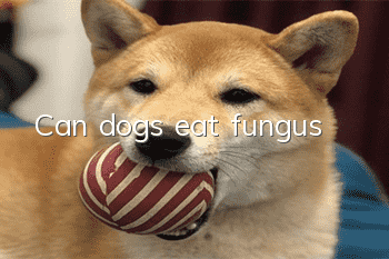 Can dogs eat fungus?