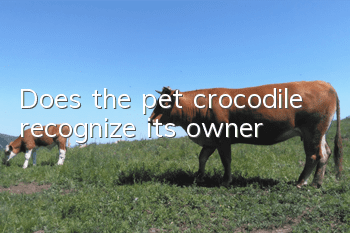 Does the pet crocodile recognize its owner?