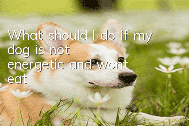 What should I do if my dog is not energetic and won’t eat?