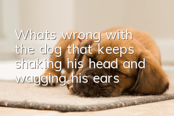 What's wrong with the dog that keeps shaking his head and wagging his ears?