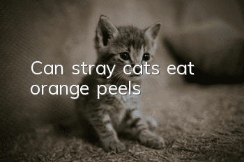 Can stray cats eat orange peels?