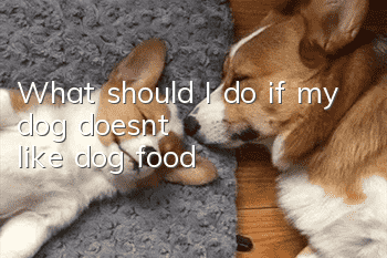 What should I do if my dog doesn’t like dog food?