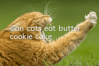 Can cats eat butter cookie cake?