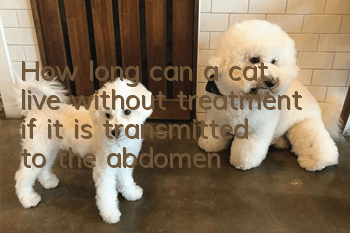 How long can a cat live without treatment if it is transmitted to the abdomen?