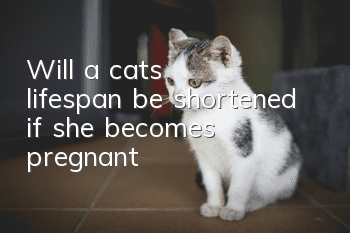 Will a cat's lifespan be shortened if she becomes pregnant?