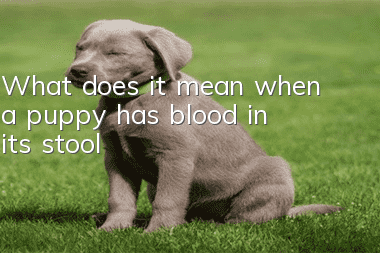 What does it mean when a puppy has blood in its stool?