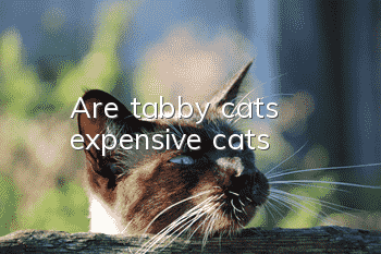 Are tabby cats expensive cats?