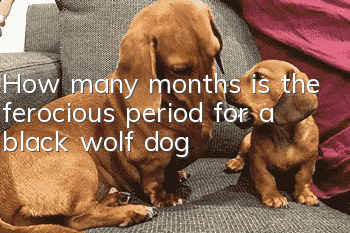 How many months is the ferocious period for a black wolf dog?