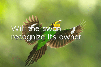 Will the swan recognize its owner?