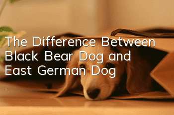 The Difference Between Black Bear Dog and East German Dog