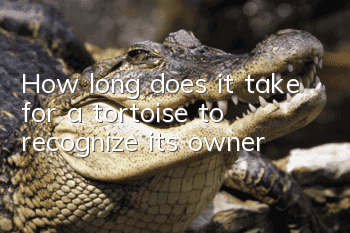 How long does it take for a tortoise to recognize its owner?