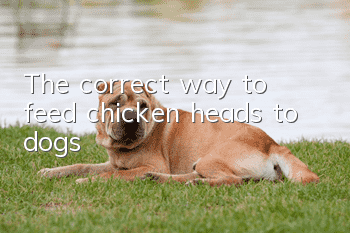 The correct way to feed chicken heads to dogs