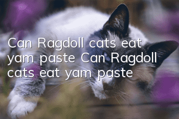 Can Ragdoll cats eat yam paste? Can Ragdoll cats eat yam paste?