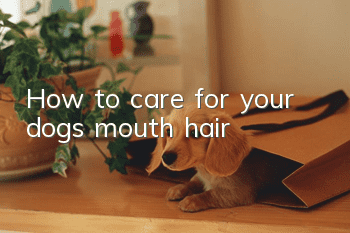 How to care for your dog’s mouth hair