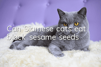 Can Siamese cats eat black sesame seeds?
