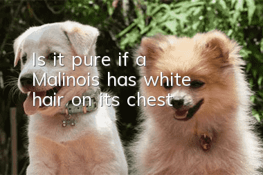 Is it pure if a Malinois has white hair on its chest?