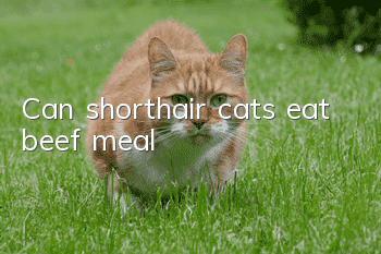 Can shorthair cats eat beef meal?