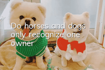 Do horses and dogs only recognize one owner?
