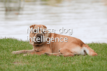 Maltese dog intelligence