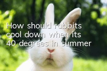 How should rabbits cool down when it’s 40 degrees in summer?