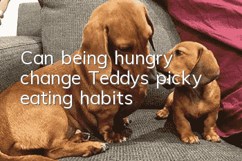 Can being hungry change Teddy’s picky eating habits?
