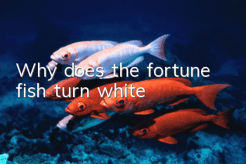 Why does the fortune fish turn white?