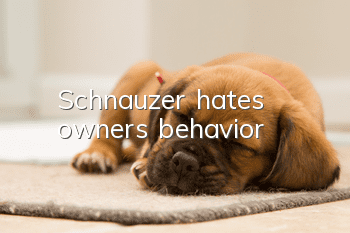 Schnauzer hates owner's behavior