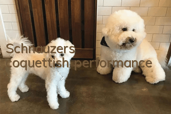 Schnauzer's coquettish performance