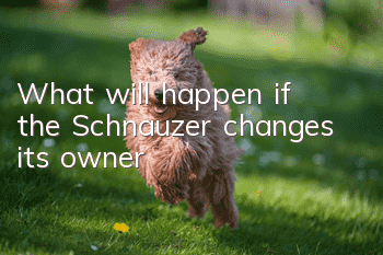 What will happen if the Schnauzer changes its owner?