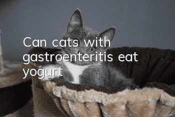 Can cats with gastroenteritis eat yogurt?