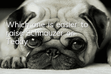 Which one is easier to raise, Schnauzer or Teddy?