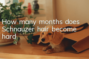 How many months does Schnauzer hair become hard?