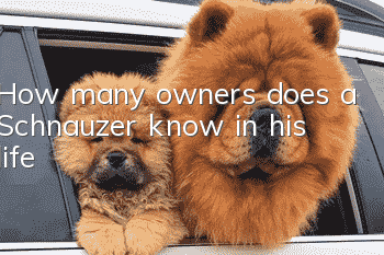 How many owners does a Schnauzer know in his life?
