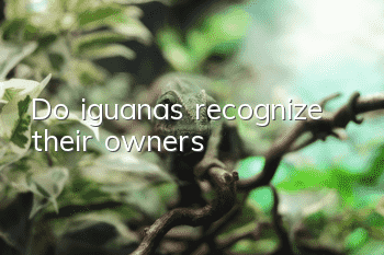 Do iguanas recognize their owners?