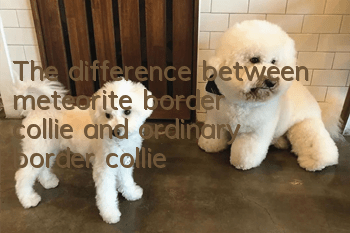 The difference between meteorite border collie and ordinary border collie