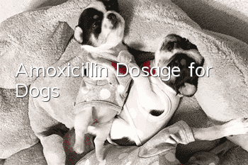 Amoxicillin Dosage for Dogs