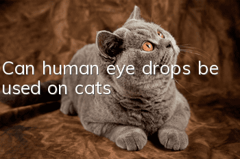 Can human eye drops be used on cats?