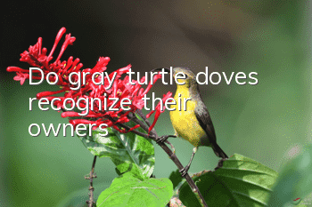 Do gray turtle doves recognize their owners?
