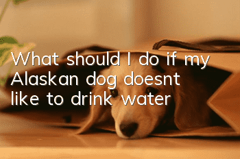 What should I do if my Alaskan dog doesn’t like to drink water?