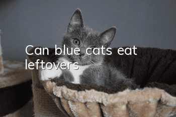 Can blue cats eat leftovers?