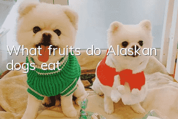 What fruits do Alaskan dogs eat?