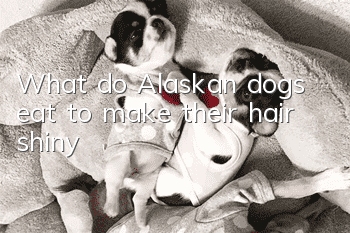 What do Alaskan dogs eat to make their hair shiny?