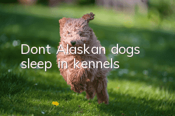 Don’t Alaskan dogs sleep in kennels?
