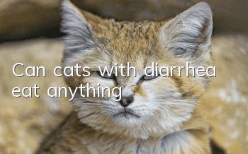 Can cats with diarrhea eat anything?