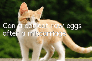Can a cat eat raw eggs after a miscarriage?