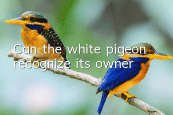 Can the white pigeon recognize its owner?