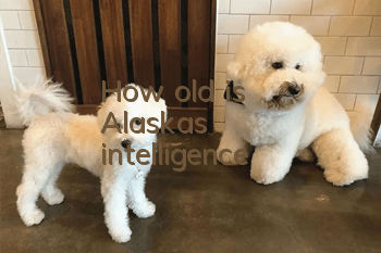 How old is Alaska's intelligence?