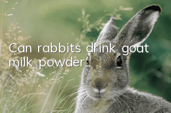 Can rabbits drink goat milk powder?