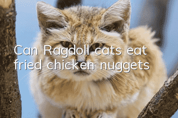 Can Ragdoll cats eat fried chicken nuggets?